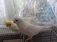 Albino & lutino takım sultan papağanı