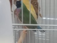 Acil Yumurtalı Cennet Papağanı