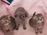 Scottish fold yavruları