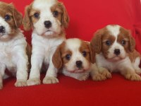 Safkan Cavalier King Charles Bebekler