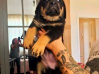 Safkan Dişi Rottweiler Yavru Köpekler