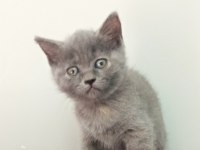 British yavrularımız