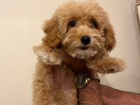 A kalite maltipoo yavrularımız sizler ile