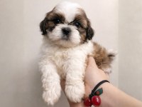 Shih Tzu Dişi Erkek Yavrular Özel Renk Mevcut