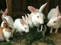 Hollanda Lop Tavşan