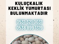 Kınalı, beyaz, silver ve albino keklik yumurtası