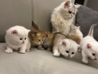 2 Aylık British Longhair Yavrular