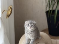 Sıfır Kulak Scottish Fold Güzelliklerim