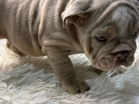 Türkiye Deki En Güzel İngiliz Bulldog Yavrularımız