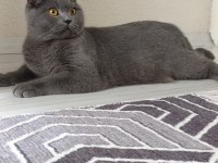 Safkan British Shorthair