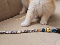 Kaliteli British Shorthair Kediler