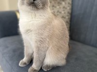 1,5 Yaşında Kısırlaştırılmış British Shorthair Kızımız