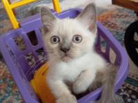 British shorthair blue point
