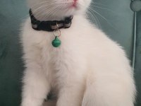 British Shorthair Kedilerimiz