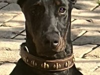 Ülkenin En Asil Yakışıklı Dobermanı