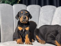 King Doberman Erkek Ve Dişi Yavrular