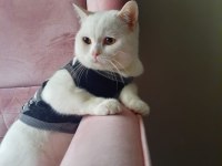 Kedimiz pamuk için ev arıyoruz