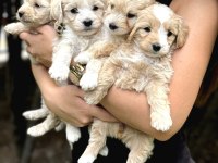 Muhteşem büyümeyen maltipoo bebekler