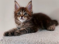 Full şecereli maine coon unvanlı ebeveynlerden polydactil