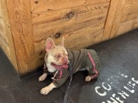 New Shade Isabella French Bulldog