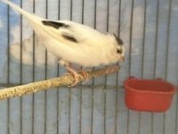 Beşiktaşlı Erkek Kanarya (2025)