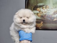 Sağlıklı pomeranian yavrular