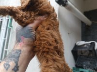 Red Brown Toy Poodle Erkek