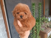 Poodle yavrularımız evine gitmeye hazir