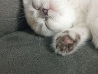 Scottish Fold Mavişimize Yuva Arıyoruz