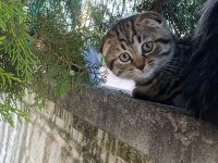 Çok uysal, çok tatlı kedimiz