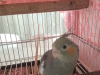 Sevimli Sultan Papağanı Yavrular