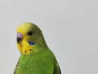 Yavru ve yeşil muhabbet kuşu