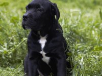 Sağlık Ve Irk Garantili Şecere Belgeli