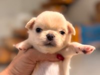 Sevimli Ve Eğitimli Chihuahua Yavrular