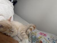 Henüz 4 Aylık Kedimiz