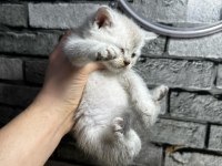 British Shorthair Erkek Lyxn Point Erkek