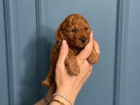Toy Poodle Yavru Erkek