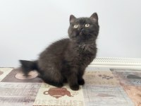 British Shorthair Yavrular Teslime Hazır