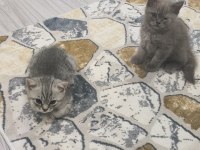 British Shorthair Yavrular Teslime Hazır