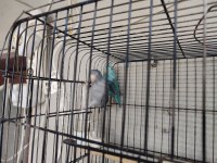 Hazır takım forpuslar