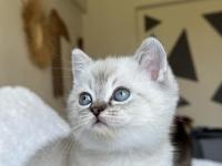 British Shorthair Blue Point Yavrum