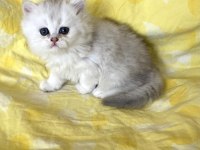 Orjinal Longhair Silver Point Ns 1133 British Longhair