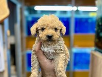 Sevimli Maltipoo Yavrularımız