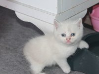 Safkan Beyaz British Shorthair Yavrularımız Yeni Yuvalarını Arıyor!