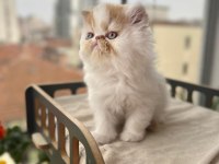 Saf ırk persian erkek