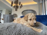 Zeka Küpü Veteriner Kayıtlı Eşyaları İle Birlikte Poodle