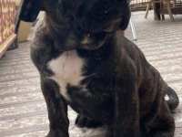 Dev Erkek Cane Corso Köpeği