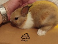 Son 2 adet yavru tavşan