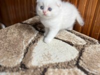 Scottish Fold Güzellik