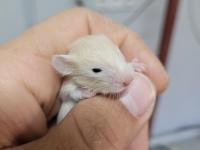 Yavru hamster ve kafes takımları